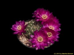 Sulcorebutia santiaginiensis HS67-5 2317